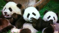 Chengdu in A Day from Shanghai by Air: Pandas and Histories