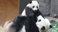 Half Day Tour: Chengdu Giant Panda Bear Research Center with One-Way Airport Transfer