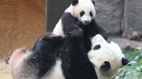 Pandas and History of Chengdu Day Tour from Guangzhou by Air