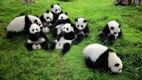 Private Day Tour: Volunteer at Chengdu Dujiangyan Panda Rescue Center