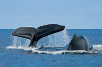 Grand Turk Shore Excursion: Whale Watching Adventure