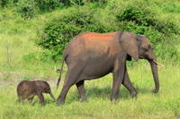 Chobe National Park 4x4 Game Drive with Transport from Kasane