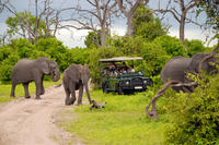 Excursion d'Une journée au parc national de Chobe: parcours de chasse en 4x4 et croisière sur le fleuve