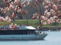 Croisière A la découverte des Cerisiers en Fleurs et des monuments à Washington DC