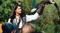 Billett til Falconeria Locarno Billett til Falconeria Locarno