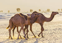 Dubai Desert Morning Tour in 4x4 Vehicle: Camel Ride, Quad Bike Tour, Sandboarding and Camel Farm 