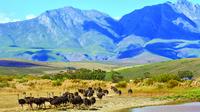 4-Day Guided Tour of the Garden Route from Cape Town