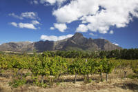 Private Tour: Stellenbosch and Franschhoek Wine, Culture and History Day Trip from Cape Town