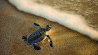 Tortue Spotting Tour à Sainte-Lucie de Durban