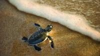 Turtle Spotting Tour in St Lucia in South Africa