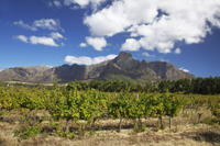Visite privée: excursion d'Une journée à la découverte des vins, de la culture et de l'histoire de Stellenbosch et Franschhoek, au départ du Cap