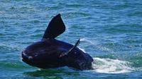 Whales and Wine Guided Day Tour from Cape Town