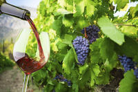 Petit-Groupe Santorin Dégustation de vin et de la Tour Vineyard