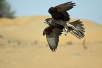 Expérience de fauconnerie et excursion à la découverte de la faune et de la flore à Dubaï