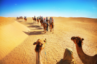 Expérience de luxe dans le désert: Safari à dos de chameau with dîner et activités émirati, le transport Avec au départ de Dubaï