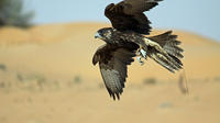 Falconry Experience and Wildlife Tour in Dubai