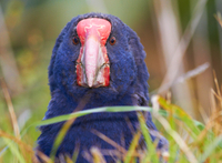 Excursion D'une journée à l'île de Tiritiri Matangi au départ d'Auckland Avec visite guidée à pied en option de