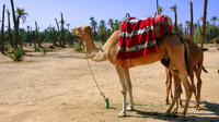 1,5 heures en petit groupe Camel Ride Excursion à Palm Grove de Marrakech