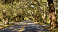 New Orleans Food Walking Tour on Oak Street