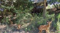 5-tägige Lodge-, Treehouse- und Krüger-Nationalpark-Safari 5-tägige Lodge-, Treehouse- und Krüger-Nationalpark-Safari