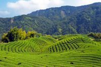 Té de Taipei: excursión para grupos pequeños con recorrido turístico por la ciudad de Taipei Té de Taipei: excursión para grupos pequeños con recorrido turístico por la ciudad de Taipei