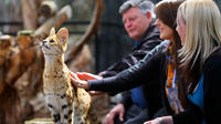 African Cat Encounter at Werribee Open Range Zoo