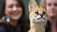 African Cat Encounter at Werribee Open Range Zoo image 1 African Cat Encounter at Werribee Open Range Zoo image 1