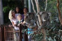 Entrée générale au zoo de Melbourne