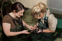 Meet a Platypus at Healesville Sanctuary