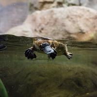 Meet a Platypus at Healesville Sanctuary image 1 Meet a Platypus at Healesville Sanctuary image 1