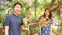 Melbourne Zoo Année du singe Expérience