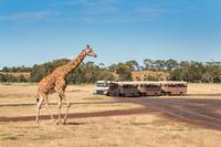 Werribee Open Range Zoo General Admission