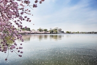 Croisière sur le Potomac à la découverte des fleurs de cerisiers