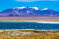 Atacama Salt Flat Day Trip from San Pedro de Atacama including Los Flamencos National Reserve and Socaire Village