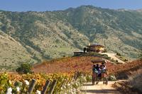 Excursión de un día a las bodegas del Valle de Colchagua desde Santiago Excursión de un día a las bodegas del Valle de Colchagua desde Santiago