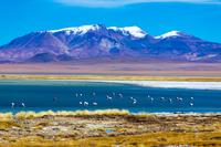 Excursion d'une journée au départ de San Pedro de Atacama dans la plaine salée d'Atacama incluant la réserve nationale de Los Flamencos et le village de Socaire Excursion d'une journée au départ de San Pedro de Atacama dans la plaine salée d'Atacama incluant la réserve nationale de Los Flamencos et le village de Socaire