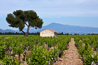 Visite des vignobles de Concha y Toro au départ de Santiago