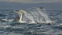 Whales Watching Tour de Punta Arenas