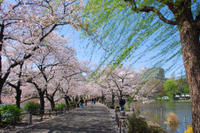 Tokyo Cherry Blossom Walking Tour in Asakusa