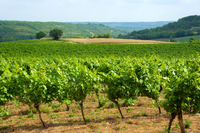 Visite privé: excursion de dégustation de vins à Fronton au départ de Toulouse - Toulouse - 