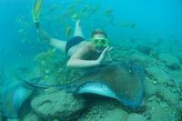 Buceo de superficie con rayas y alimentar a los tiburones en el acuario Curacao Sea Aquarium Buceo de superficie con rayas y alimentar a los tiburones en el acuario Curacao Sea Aquarium
