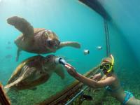 Excursión por la costa en Curazao: Encuentro con animales y actividad de buceo de superficie Excursión por la costa en Curazao: Encuentro con animales y actividad de buceo de superficie