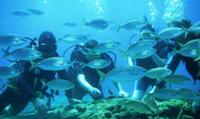 Rhodes Scuba Diving Experience for Beginners