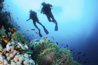 Experiencia de submarinismo para principiantes en Lanzarote