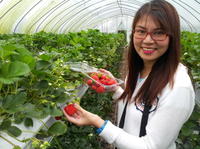 Strawberry Farm Tour from Seoul