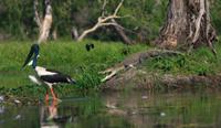 Corroboree Billabong Wetland Cruise from Darwin Including Lunch