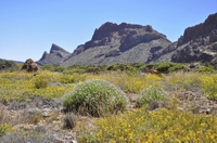 Excursion à terre à Tenerife: visite privée du Parc national de Las Canadas et de la vallée de l'Orotava