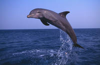 Delfincruise med snorkling med liten gruppe fra Muskat Delfincruise med snorkling med liten gruppe fra Muskat