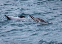 Dolphin Cruise from Muscat