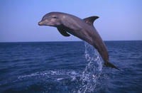 Small-Group Muscat Dolphin Watching and Snorkeling Cruise